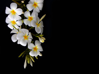 Beautiful white plumeria flower on black background 