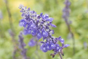 水滴を帯びた紫色の小さな花