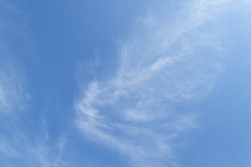 plumeria flower  desert  rose yellow beautiful on the tree  ( Common name Apocynaceae, Frangipani , Pagoda ,Temple )