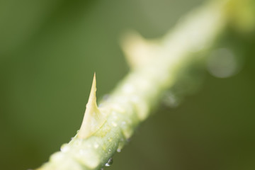 水滴を帯びたバラのトゲ