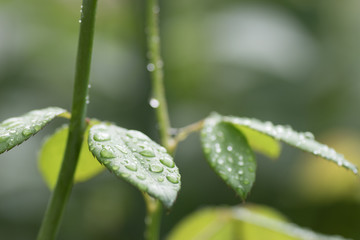 水滴を帯びた緑の葉っぱ