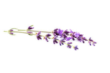 Naklejka premium Lavender flowers isolated.
