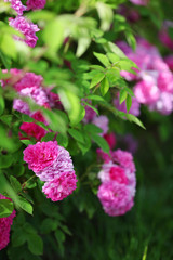 pink flowers in green park garden, nature background