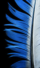 blue feather on a black background