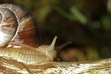 Helix pomatia