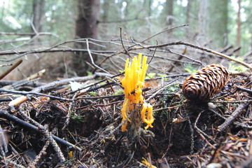Herbstlicher Ziegenbart