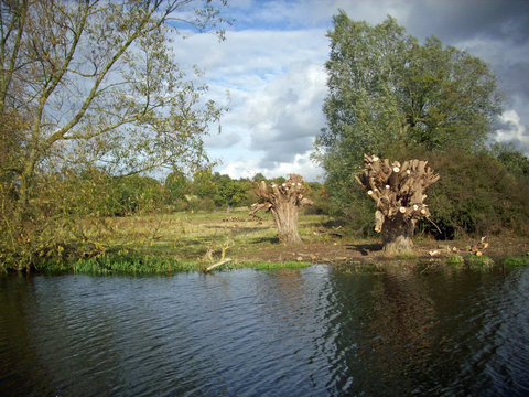 Pollarded willow trees by river