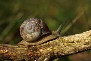 Helix pomatia