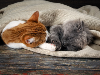 Cute cat and kitten asleep hugging under a blanket on the floor. The content of cats, love animals, cats and kitty relationship