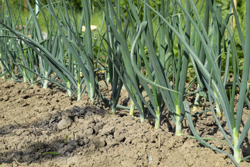 Cultivation of onions in the garden. The bed of onions ordinary bulb