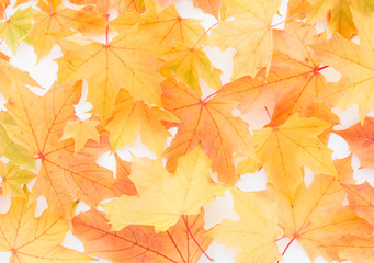 Autumn Chestnut Leaves Background in dreamy pastel colors. 