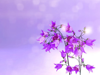 Fototapeta na wymiar Flowers background with purple campanula flowers