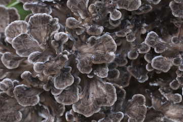 Grifola frondosa mushroom