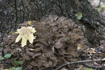 Grifola frondosa mushroom