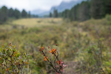 Autumn wildflower in the Altai mountains, Russia