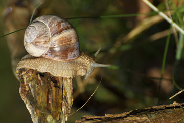 Helix pomatia