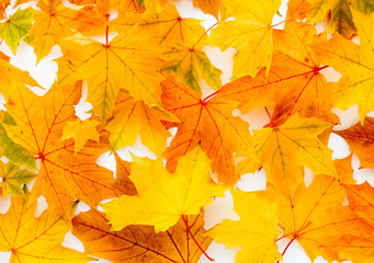 Naklejka na ściany i meble Wilted Autumn Chestnut Leaves Background in vibrant Colors.