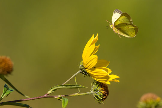 Clouded Sulphur, Colias philodice
