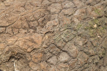 Medicinal sarsaparilla root - Smilax aspera