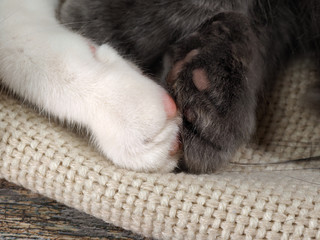 Gray and white cat paw two are pressed together. Symbol of love, trust and tenderness