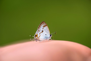 Close up of Orchid Tit (Lycaenidae).