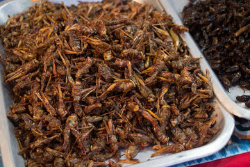 fried insects