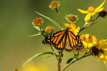 Monarch Butterfly