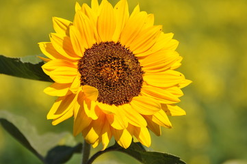 Eine schöne, einzelne, gelbe Sonnenblumenblüte