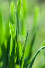 Green grass soft focus macro photo.