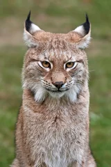 Wandcirkels aluminium Euraziatische lynx (Lynx lynx) © dennisjacobsen