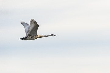 Mute swan cygnet in flight with catch light
