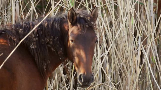 Wild horse in the danube delta, Letea forest