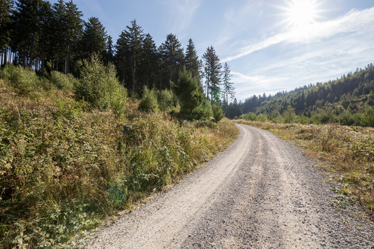 Wanderweg f&uuml;hrt &uuml;ber eine Lichtung durch den Wald 