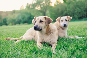 Two dogs playing on green grass garden lawn