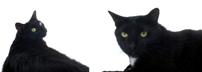 Lying black cat isolated over the white background