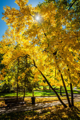 Obraz premium Autumn in park