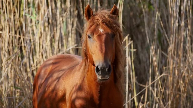 Wild stallion in the danube delta, Letea forest