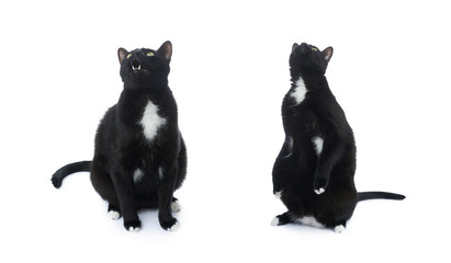 Sitting black cat isolated over the white background