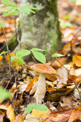 Lone Edible Forest Mushroom orange-cap Boletus (Leccinum aurantiacum) Increased In the Autumn Forest. Front View Closeup