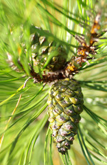 Cone on a pine tree