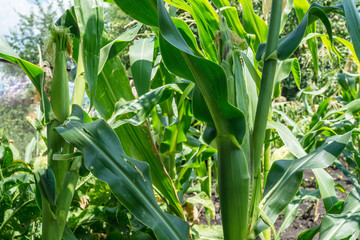 maize plant
