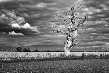 Skeleton Tree