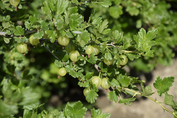 Gooseberries in the garden on a bed. Young leaves of gooseberry