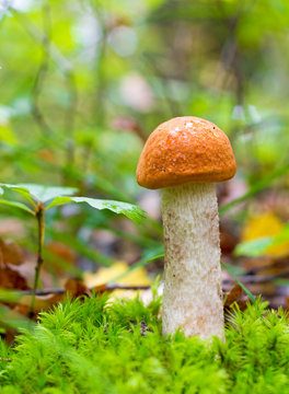 The young Edible Forest Mushroom boletus (Leccinum aurantiacum) Among Green moss and dry leaves in the autumn forest. Front view close-up. Autumn concept