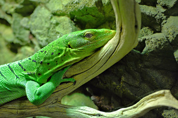 Green lizard with his eye on you