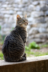 Brown tabby cat sitting in the garden. Selective focus. 
