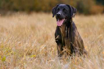 Black labrador retriever sitting on the autumn meadow - obrazy, fototapety, plakaty