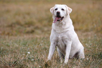 Bright labrador retriever sitting on the autumn meadow