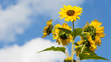 Autumn flowers sunflower against the sky