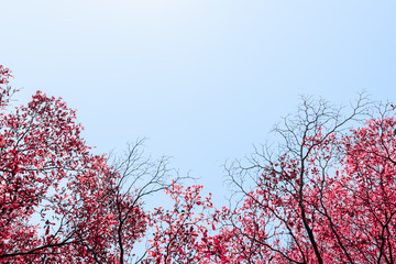 Beautiful red leaves trees on sky background